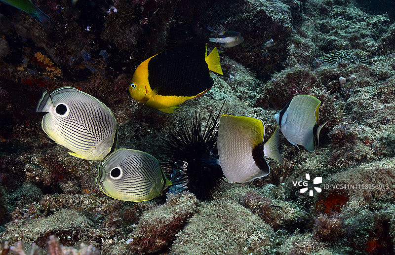 被吞噬的海胆图片素材