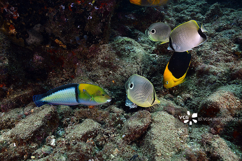 被吞噬的海胆图片素材
