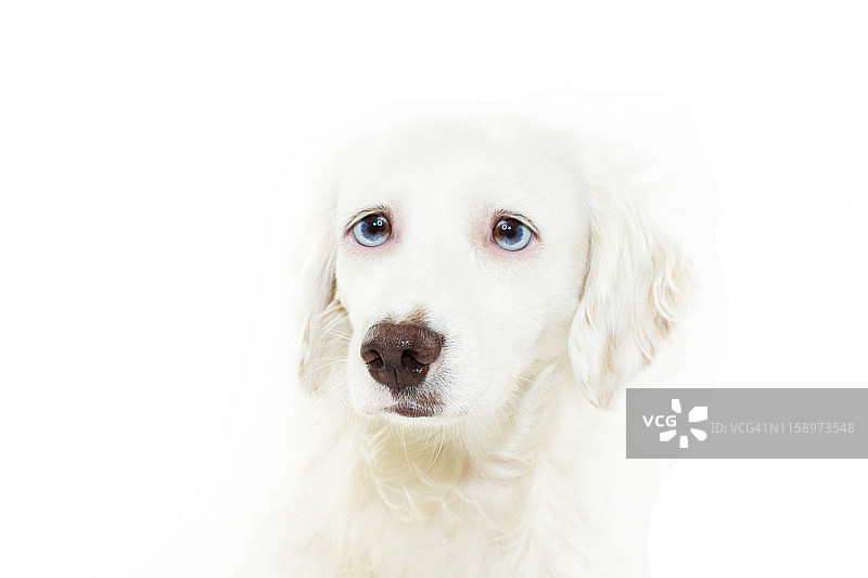 因烟花、食物、雷暴、巨响而感到担心和害怕的狗，分离焦虑概念图片素材