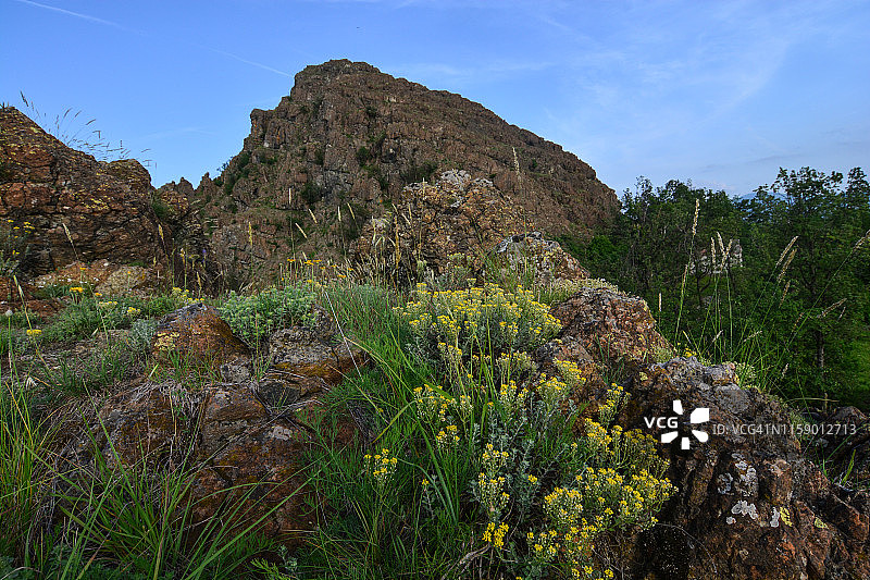 蛇纹石岩上的黄色特有花图片素材
