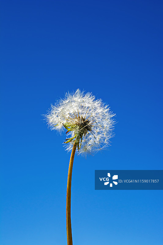 美丽的蒲公英花图片素材