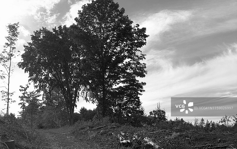 美国缅因州牛津县山坡上生长的一簇树木图片素材