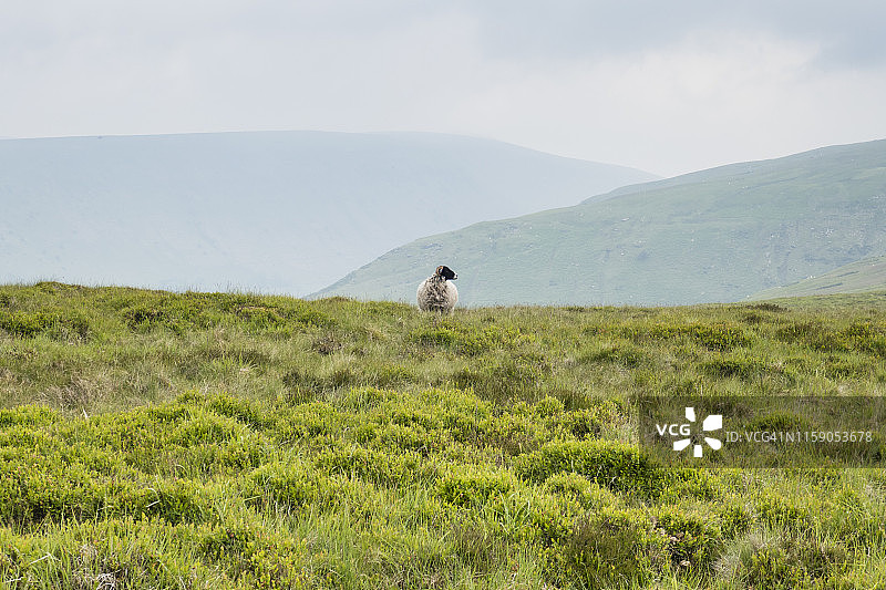 小路附近的孤零零的绵羊；照片拍摄于英国奥法堤坝国家步道或附近图片素材