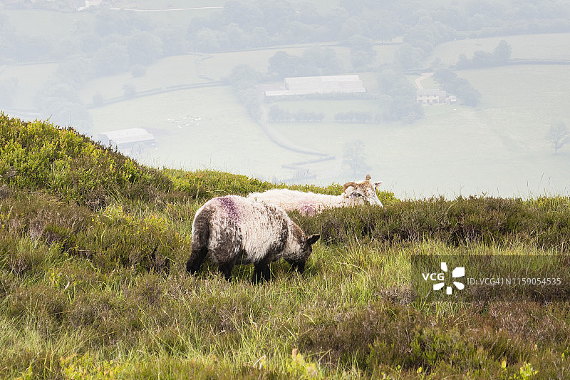 两只绵羊，摄于英国奥法堤国家步道图片素材