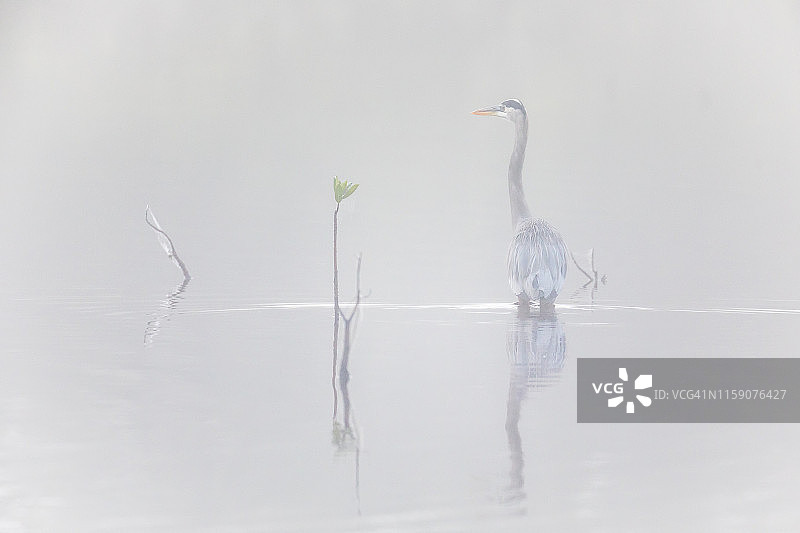 大雾中的苍鹭图片素材