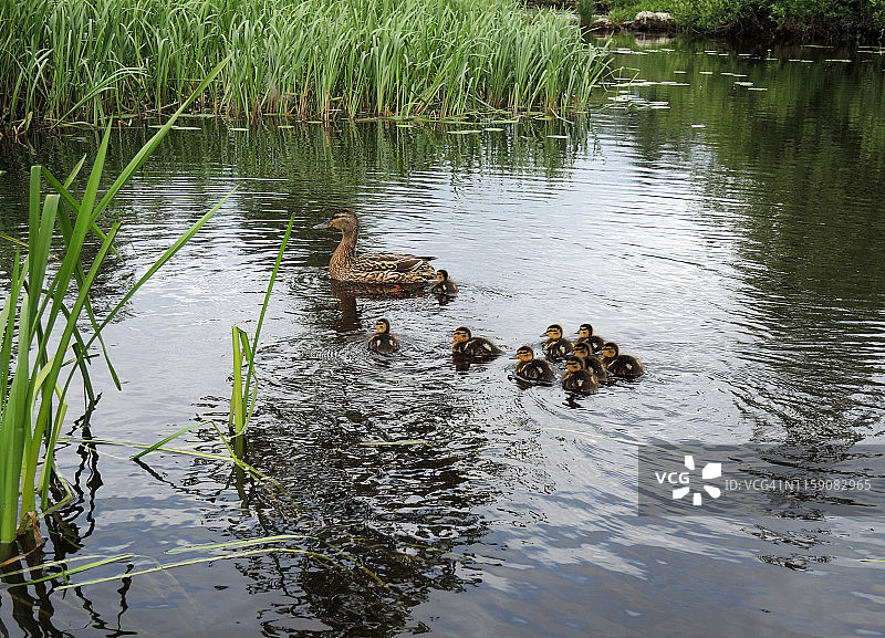 鸭妈妈带着小鸭子在池塘里图片素材