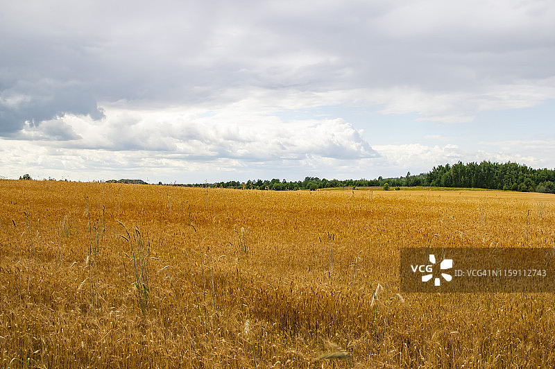 多云天空下的麦田地平线图片素材