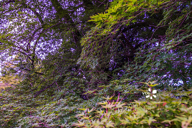 夏季美丽枫叶图片素材