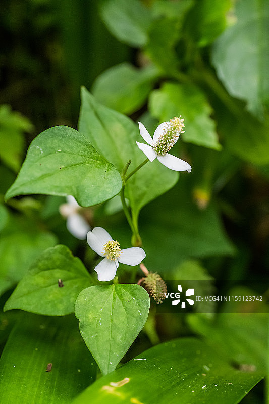 鱼腥草花图片素材