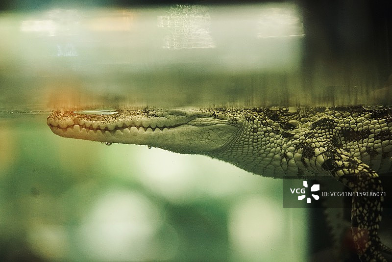 潜水的鳄鱼也是危险的猎手图片素材