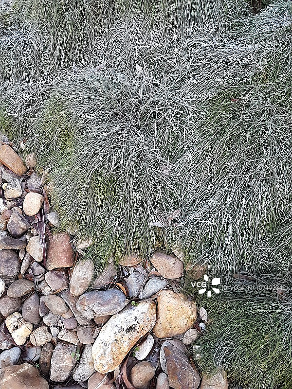 披散麻里筋或被称为堂兄弟植物覆盖着霜图片素材