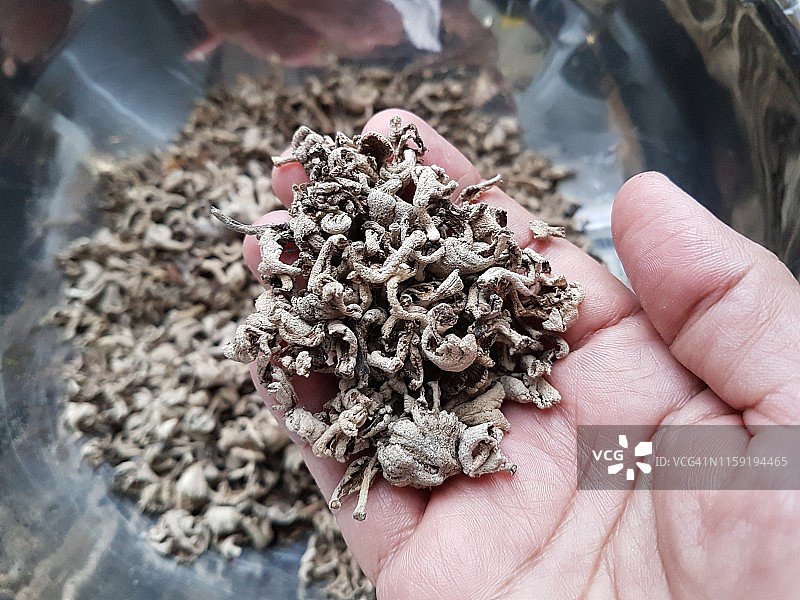 干裂褶菌图片素材