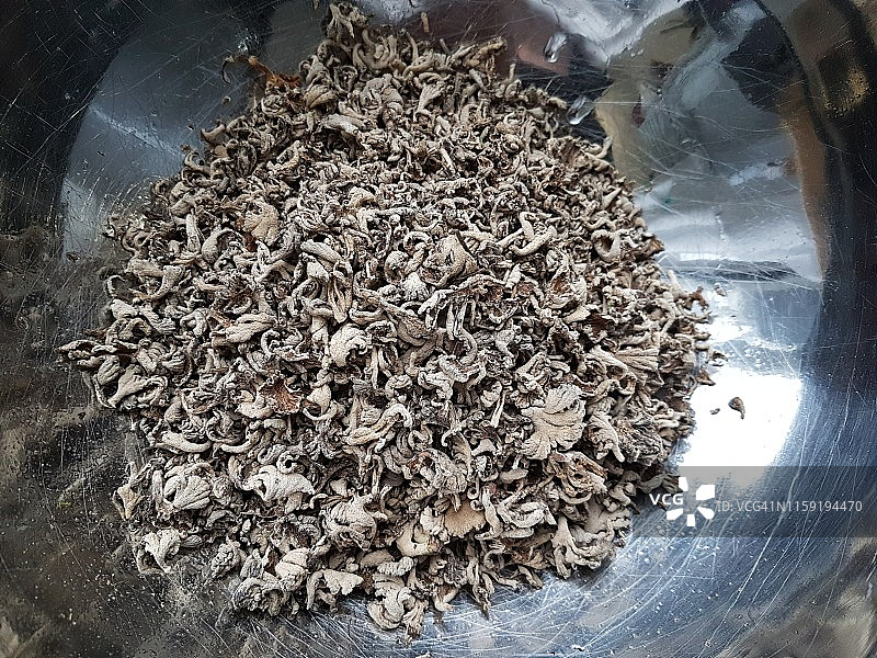 干裂褶菌图片素材