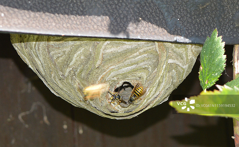 黄蜂进出蜂巢图片素材
