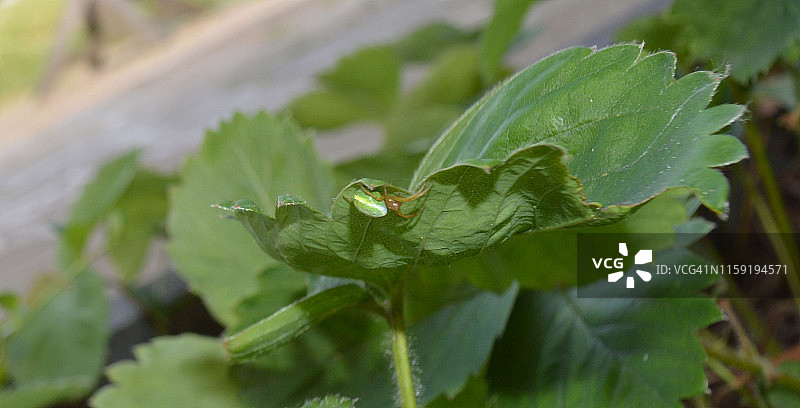 草莓叶上的绿色蜘蛛图片素材