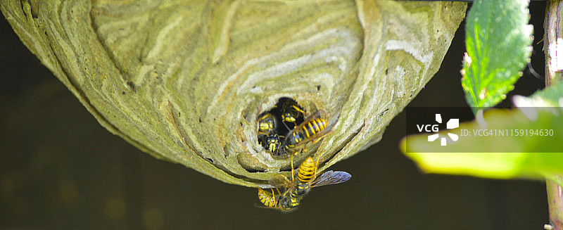 黄蜂进出蜂巢图片素材