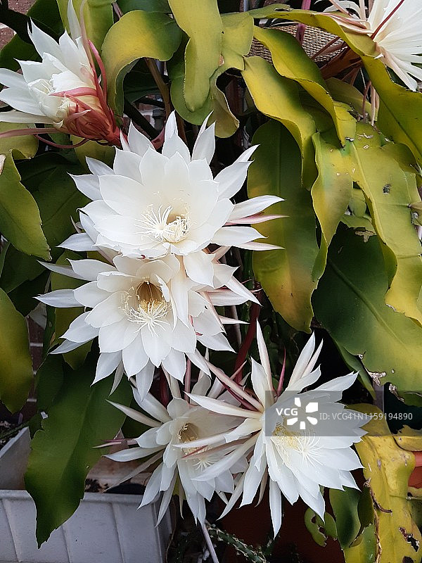 昙花盛开图片素材