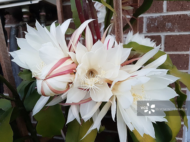 昙花盛开图片素材