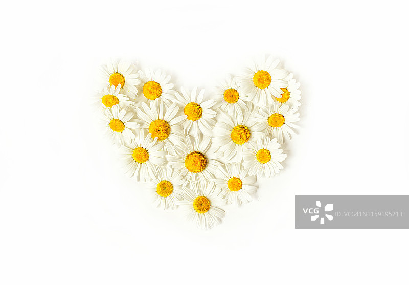 雏菊花之心图片素材