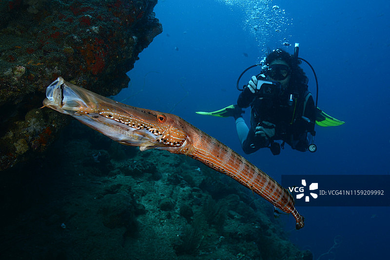 喇叭鱼图片素材