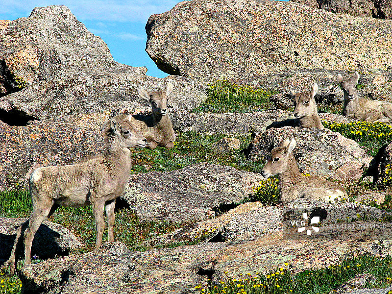 科罗拉多州埃文斯山上5只大角羊羔图片素材