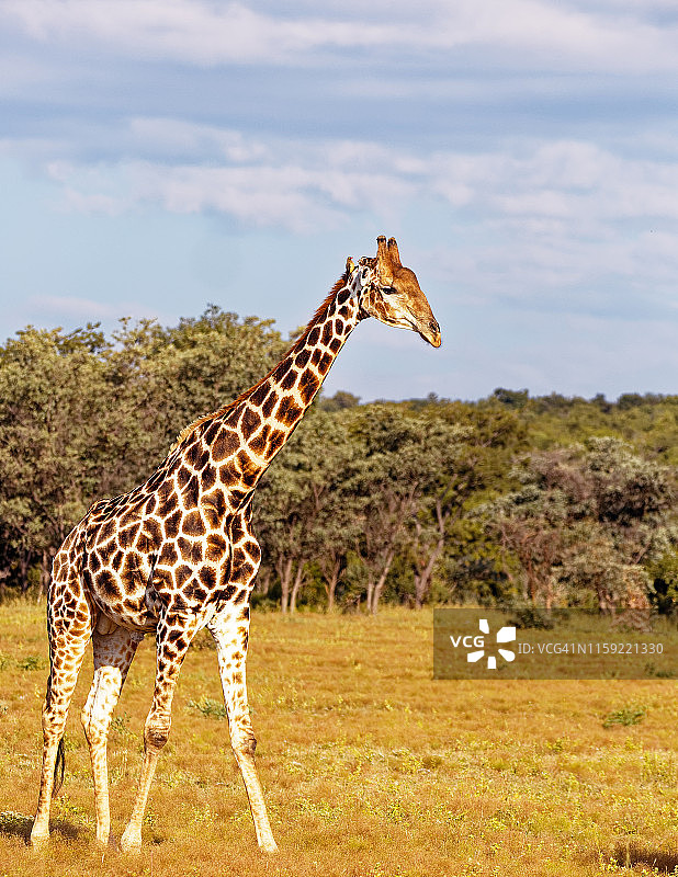 头上停着牛椋鸟的雄性长颈鹿图片素材