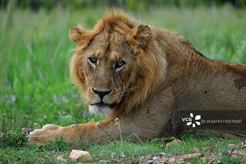 雄狮肖像图片素材