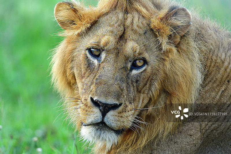 雄狮肖像图片素材