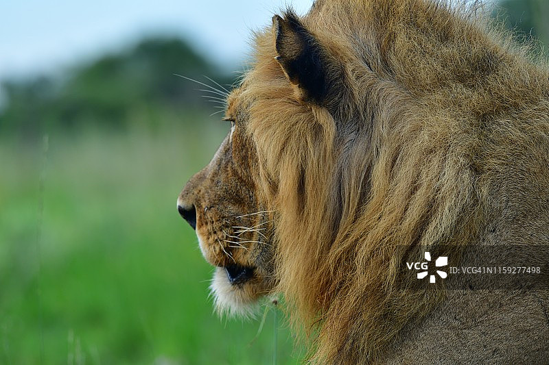 雄狮肖像图片素材