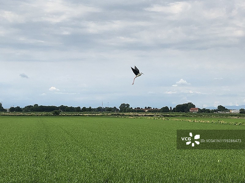 在意大利诺瓦拉、米兰和帕维亚省之间的稻田上飞翔的苍鹭图片素材