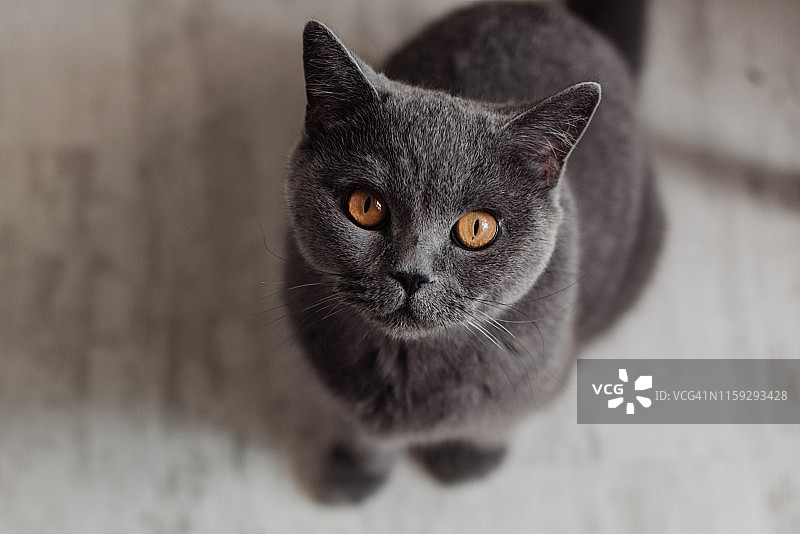 躺在白色桌子上的英国短毛猫banner图片素材