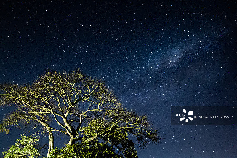 乌拉圭科洛尼亚省树后银河景观图片素材