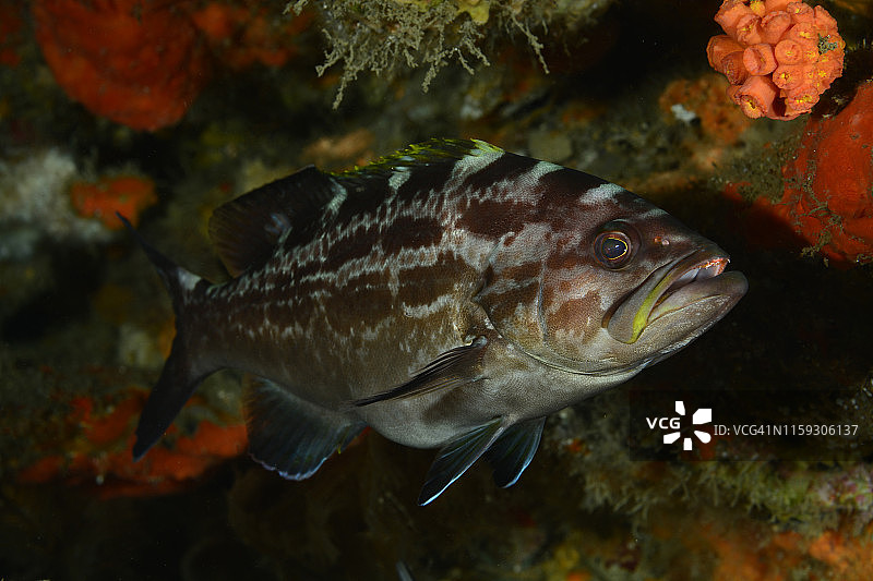 黄口石斑鱼图片素材