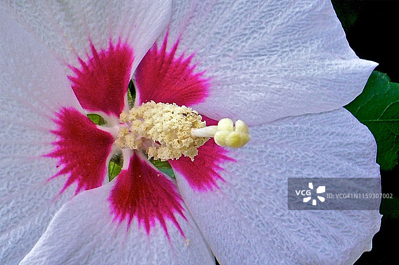 木槿花图片素材