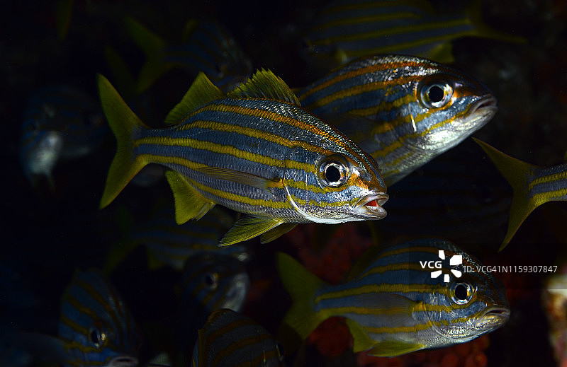 小口石鲈图片素材