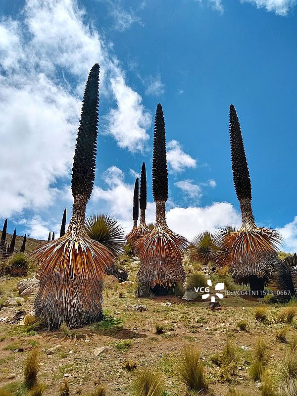 瓦斯卡兰国家公园山脚下的雷蒙德凤梨图片素材