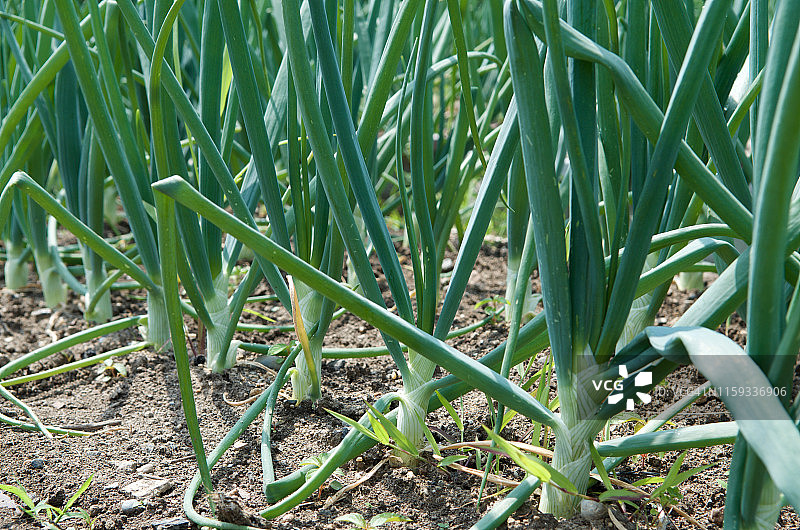 菜园里生长的大葱特写图片素材