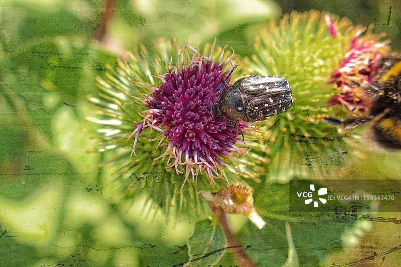 盛开的蓟图片素材