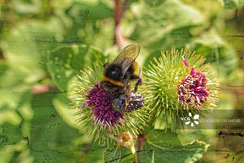 盛开的蓟图片素材