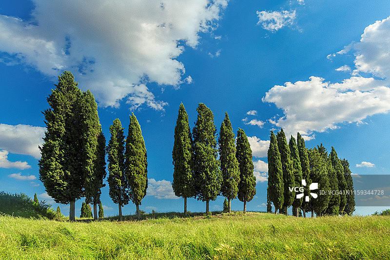 意大利托斯卡纳的柏树林图片素材