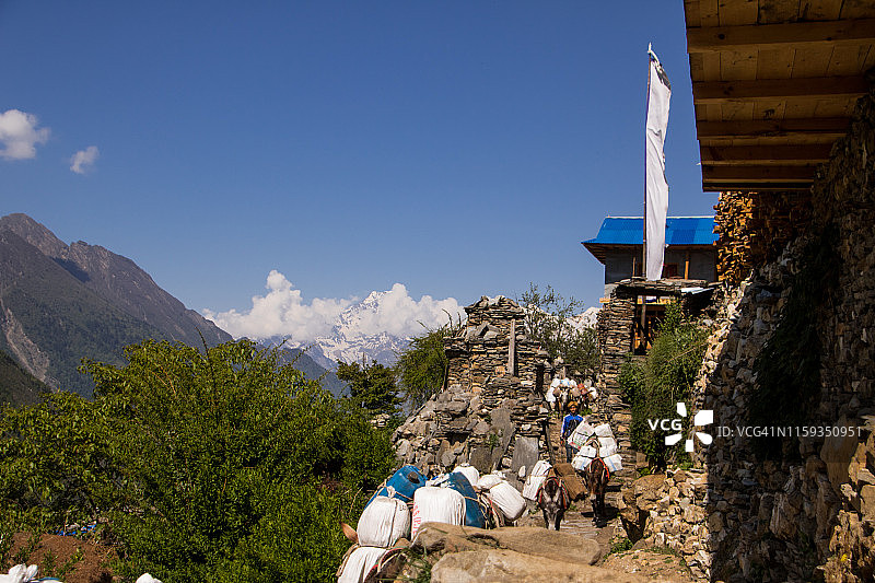 楚姆山谷中运输日用品的骡子和马匹图片素材