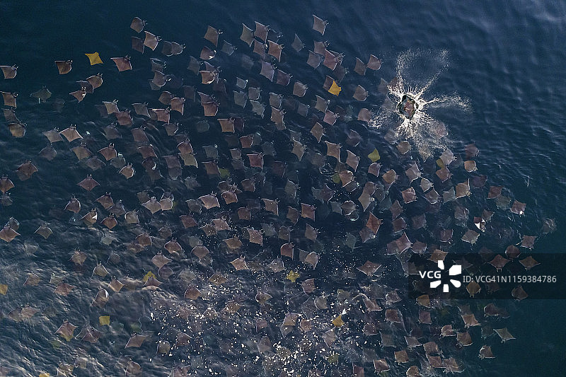 科尔特斯海魔鬼鱼群和金鼻 rays 游泳鸟瞰，墨西哥下加利福尼亚图片素材