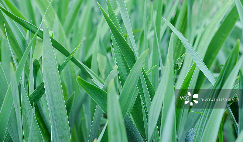 特写：鲜亮翠绿的草叶，夏日暖阳微风图片素材