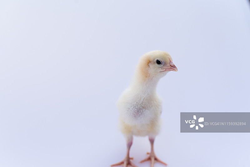 两周大的小鸡图片素材