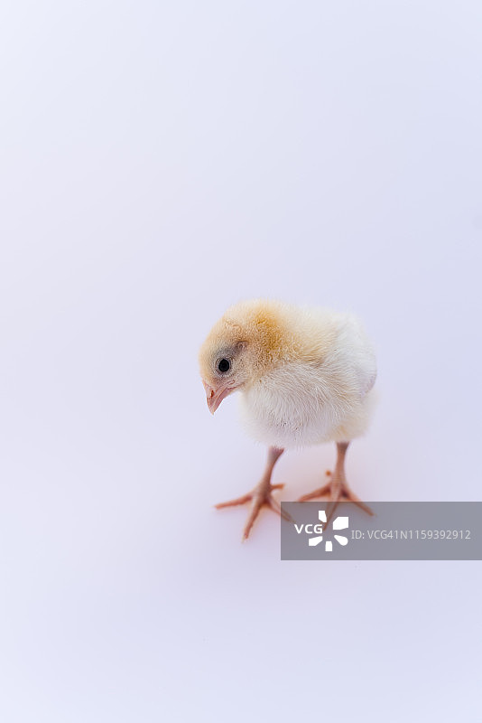 两周大的小鸡图片素材