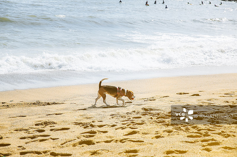 狗狗在海滩上行走，嘴里叼着球，享受夏日假期，宠物与大海，健康生活方式图片素材