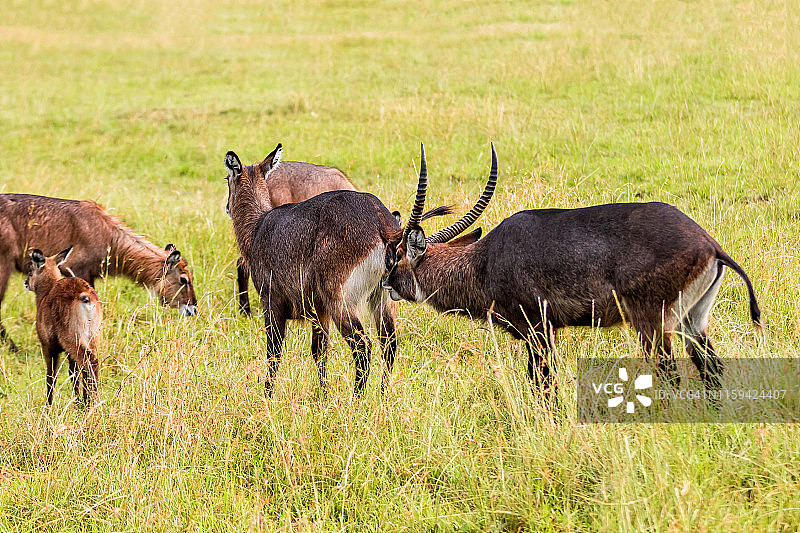 野外交配的水羚图片素材