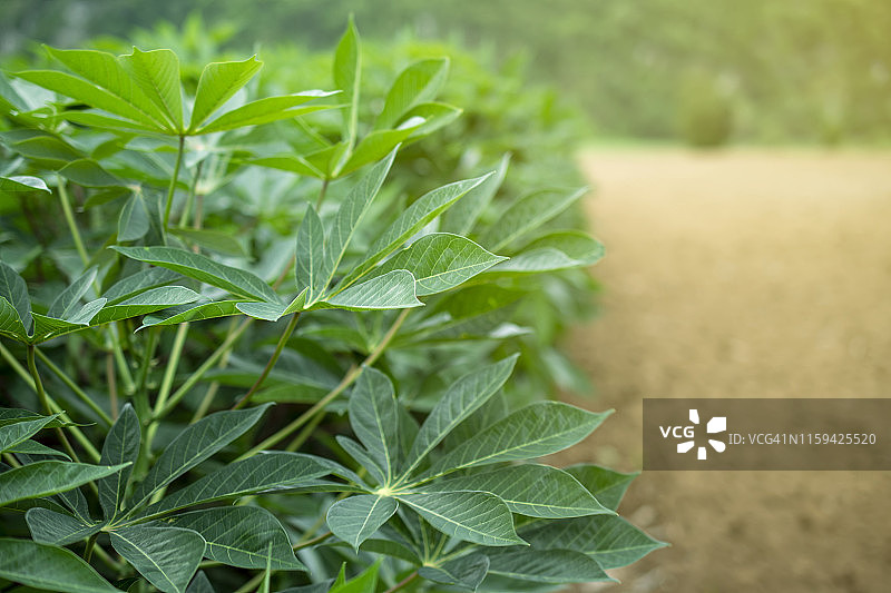 泰国木薯种植园农业经济图片素材