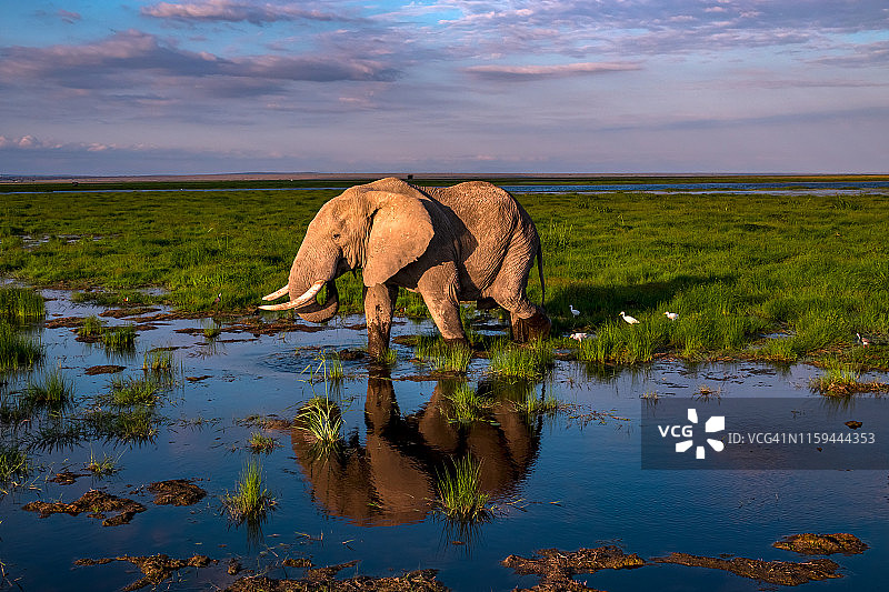 安博塞利湖的大象在沼泽中的倒影图片素材