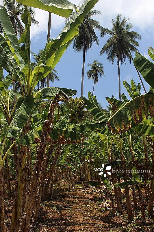 马来西亚小停泊岛的香蕉林图片素材